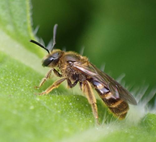 Réf. 294 538 : Lasioglossum sp.